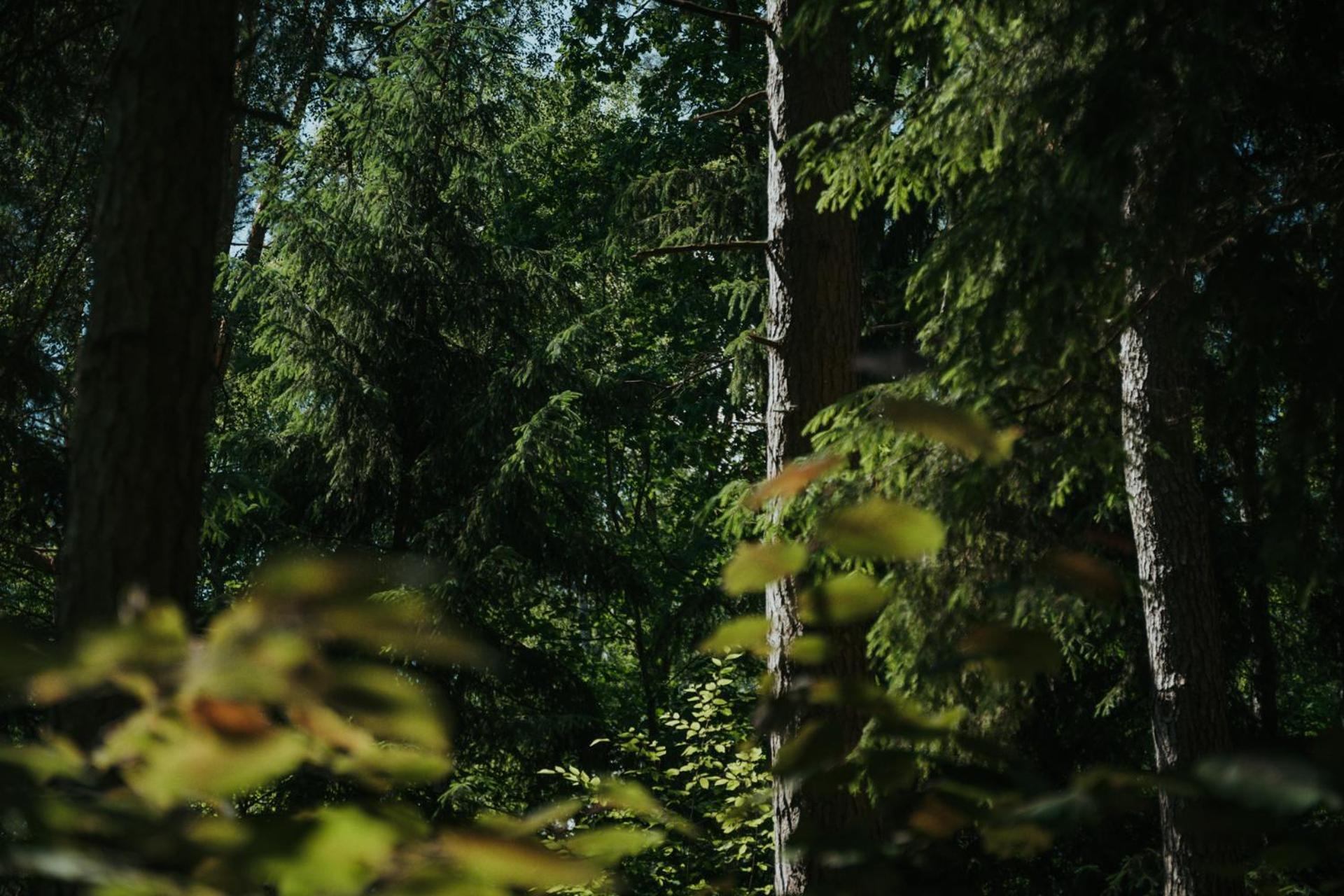 Forest Cabin - 50Min Od Warszawy Wola Polska Ngoại thất bức ảnh